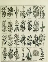Picture 9 of 46 from English physician; and complete herbal. To which are now first added, upwards of one hundred additional herbs, with a display of their medicinal and occult properties, physically applied to the cure of all disorders incident to mankind ... forming a complete family dispensatory. Illustrated with notes and observations, critical and explanatory / ... By E. Sibly. (1794), leaf 689