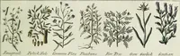 Picture 10 of 46 from English physician; and complete herbal. To which are now first added, upwards of one hundred additional herbs, with a display of their medicinal and occult properties, physically applied to the cure of all disorders incident to mankind ... forming a complete family dispensatory. Illustrated with notes and observations, critical and explanatory / ... By E. Sibly. (1794), leaf 691