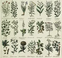 Picture 11 of 46 from English physician; and complete herbal. To which are now first added, upwards of one hundred additional herbs, with a display of their medicinal and occult properties, physically applied to the cure of all disorders incident to mankind ... forming a complete family dispensatory. Illustrated with notes and observations, critical and explanatory / ... By E. Sibly. (1794), leaf 691