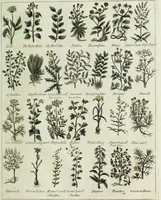 Picture 12 of 46 from English physician; and complete herbal. To which are now first added, upwards of one hundred additional herbs, with a display of their medicinal and occult properties, physically applied to the cure of all disorders incident to mankind ... forming a complete family dispensatory. Illustrated with notes and observations, critical and explanatory / ... By E. Sibly. (1794), leaf 693