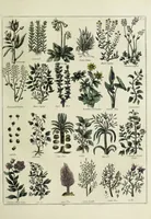 An illustration from English physician; and complete herbal. To which are now first added, upwards of one hundred additional herbs, with a display of their medicinal and occult properties, physically applied to the cure of all disorders incident to mankind ... forming a complete family dispensatory. Illustrated with notes and observations, critical and explanatory / ... By E. Sibly. (1794)