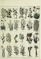 Picture 14 of 46 from English physician; and complete herbal. To which are now first added, upwards of one hundred additional herbs, with a display of their medicinal and occult properties, physically applied to the cure of all disorders incident to mankind ... forming a complete family dispensatory. Illustrated with notes and observations, critical and explanatory / ... By E. Sibly. (1794), leaf 697