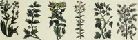 An illustration from English physician; and complete herbal. To which are now first added, upwards of one hundred additional herbs, with a display of their medicinal and occult properties, physically applied to the cure of all disorders incident to mankind ... forming a complete family dispensatory. Illustrated with notes and observations, critical and explanatory / ... By E. Sibly. (1794)