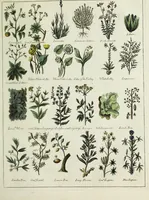 Picture 19 of 46 from English physician; and complete herbal. To which are now first added, upwards of one hundred additional herbs, with a display of their medicinal and occult properties, physically applied to the cure of all disorders incident to mankind ... forming a complete family dispensatory. Illustrated with notes and observations, critical and explanatory / ... By E. Sibly. (1794), leaf 701