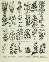 Picture 20 of 46 from English physician; and complete herbal. To which are now first added, upwards of one hundred additional herbs, with a display of their medicinal and occult properties, physically applied to the cure of all disorders incident to mankind ... forming a complete family dispensatory. Illustrated with notes and observations, critical and explanatory / ... By E. Sibly. (1794), leaf 703