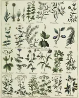 An illustration from English physician; and complete herbal. To which are now first added, upwards of one hundred additional herbs, with a display of their medicinal and occult properties, physically applied to the cure of all disorders incident to mankind ... forming a complete family dispensatory. Illustrated with notes and observations, critical and explanatory / ... By E. Sibly. (1794)