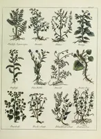 Picture 23 of 46 from English physician; and complete herbal. To which are now first added, upwards of one hundred additional herbs, with a display of their medicinal and occult properties, physically applied to the cure of all disorders incident to mankind ... forming a complete family dispensatory. Illustrated with notes and observations, critical and explanatory / ... By E. Sibly. (1794), leaf 709