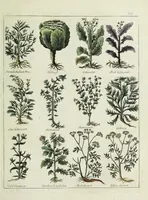 An illustration from English physician; and complete herbal. To which are now first added, upwards of one hundred additional herbs, with a display of their medicinal and occult properties, physically applied to the cure of all disorders incident to mankind ... forming a complete family dispensatory. Illustrated with notes and observations, critical and explanatory / ... By E. Sibly. (1794)