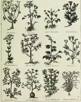 Picture 25 of 46 from English physician; and complete herbal. To which are now first added, upwards of one hundred additional herbs, with a display of their medicinal and occult properties, physically applied to the cure of all disorders incident to mankind ... forming a complete family dispensatory. Illustrated with notes and observations, critical and explanatory / ... By E. Sibly. (1794), leaf 713
