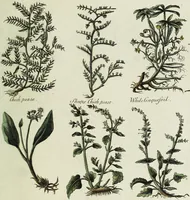 Picture 26 of 46 from English physician; and complete herbal. To which are now first added, upwards of one hundred additional herbs, with a display of their medicinal and occult properties, physically applied to the cure of all disorders incident to mankind ... forming a complete family dispensatory. Illustrated with notes and observations, critical and explanatory / ... By E. Sibly. (1794), leaf 715