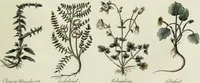 Picture 27 of 46 from English physician; and complete herbal. To which are now first added, upwards of one hundred additional herbs, with a display of their medicinal and occult properties, physically applied to the cure of all disorders incident to mankind ... forming a complete family dispensatory. Illustrated with notes and observations, critical and explanatory / ... By E. Sibly. (1794), leaf 715