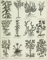 An illustration from English physician; and complete herbal. To which are now first added, upwards of one hundred additional herbs, with a display of their medicinal and occult properties, physically applied to the cure of all disorders incident to mankind ... forming a complete family dispensatory. Illustrated with notes and observations, critical and explanatory / ... By E. Sibly. (1794)