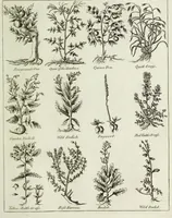 Picture 29 of 46 from English physician; and complete herbal. To which are now first added, upwards of one hundred additional herbs, with a display of their medicinal and occult properties, physically applied to the cure of all disorders incident to mankind ... forming a complete family dispensatory. Illustrated with notes and observations, critical and explanatory / ... By E. Sibly. (1794), leaf 719