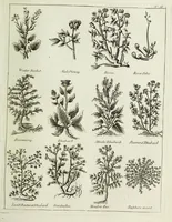 Picture 30 of 46 from English physician; and complete herbal. To which are now first added, upwards of one hundred additional herbs, with a display of their medicinal and occult properties, physically applied to the cure of all disorders incident to mankind ... forming a complete family dispensatory. Illustrated with notes and observations, critical and explanatory / ... By E. Sibly. (1794), leaf 721