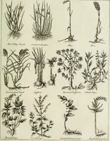 An illustration from English physician; and complete herbal. To which are now first added, upwards of one hundred additional herbs, with a display of their medicinal and occult properties, physically applied to the cure of all disorders incident to mankind ... forming a complete family dispensatory. Illustrated with notes and observations, critical and explanatory / ... By E. Sibly. (1794)