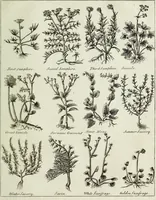 Picture 32 of 46 from English physician; and complete herbal. To which are now first added, upwards of one hundred additional herbs, with a display of their medicinal and occult properties, physically applied to the cure of all disorders incident to mankind ... forming a complete family dispensatory. Illustrated with notes and observations, critical and explanatory / ... By E. Sibly. (1794), leaf 725