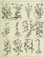 Picture 33 of 46 from English physician; and complete herbal. To which are now first added, upwards of one hundred additional herbs, with a display of their medicinal and occult properties, physically applied to the cure of all disorders incident to mankind ... forming a complete family dispensatory. Illustrated with notes and observations, critical and explanatory / ... By E. Sibly. (1794), leaf 727
