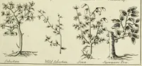 An illustration from English physician; and complete herbal. To which are now first added, upwards of one hundred additional herbs, with a display of their medicinal and occult properties, physically applied to the cure of all disorders incident to mankind ... forming a complete family dispensatory. Illustrated with notes and observations, critical and explanatory / ... By E. Sibly. (1794)