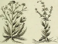 An illustration from English physician; and complete herbal. To which are now first added, upwards of one hundred additional herbs, with a display of their medicinal and occult properties, physically applied to the cure of all disorders incident to mankind ... forming a complete family dispensatory. Illustrated with notes and observations, critical and explanatory / ... By E. Sibly. (1794)