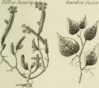 Picture 37 of 46 from English physician; and complete herbal. To which are now first added, upwards of one hundred additional herbs, with a display of their medicinal and occult properties, physically applied to the cure of all disorders incident to mankind ... forming a complete family dispensatory. Illustrated with notes and observations, critical and explanatory / ... By E. Sibly. (1794), leaf 731