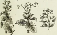 An illustration from English physician; and complete herbal. To which are now first added, upwards of one hundred additional herbs, with a display of their medicinal and occult properties, physically applied to the cure of all disorders incident to mankind ... forming a complete family dispensatory. Illustrated with notes and observations, critical and explanatory / ... By E. Sibly. (1794)