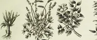 Picture 39 of 46 from English physician; and complete herbal. To which are now first added, upwards of one hundred additional herbs, with a display of their medicinal and occult properties, physically applied to the cure of all disorders incident to mankind ... forming a complete family dispensatory. Illustrated with notes and observations, critical and explanatory / ... By E. Sibly. (1794), leaf 733