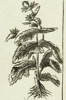 An illustration from English physician; and complete herbal. To which are now first added, upwards of one hundred additional herbs, with a display of their medicinal and occult properties, physically applied to the cure of all disorders incident to mankind ... forming a complete family dispensatory. Illustrated with notes and observations, critical and explanatory / ... By E. Sibly. (1794)