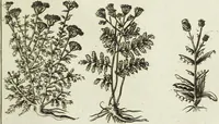 An illustration from English physician; and complete herbal. To which are now first added, upwards of one hundred additional herbs, with a display of their medicinal and occult properties, physically applied to the cure of all disorders incident to mankind ... forming a complete family dispensatory. Illustrated with notes and observations, critical and explanatory / ... By E. Sibly. (1794)