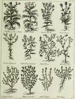 An illustration from English physician; and complete herbal. To which are now first added, upwards of one hundred additional herbs, with a display of their medicinal and occult properties, physically applied to the cure of all disorders incident to mankind ... forming a complete family dispensatory. Illustrated with notes and observations, critical and explanatory / ... By E. Sibly. (1794)
