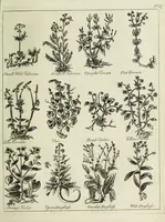 Picture 44 of 46 from English physician; and complete herbal. To which are now first added, upwards of one hundred additional herbs, with a display of their medicinal and occult properties, physically applied to the cure of all disorders incident to mankind ... forming a complete family dispensatory. Illustrated with notes and observations, critical and explanatory / ... By E. Sibly. (1794), leaf 739