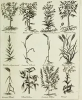 Picture 45 of 46 from English physician; and complete herbal. To which are now first added, upwards of one hundred additional herbs, with a display of their medicinal and occult properties, physically applied to the cure of all disorders incident to mankind ... forming a complete family dispensatory. Illustrated with notes and observations, critical and explanatory / ... By E. Sibly. (1794), leaf 741