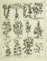 Picture 46 of 46 from English physician; and complete herbal. To which are now first added, upwards of one hundred additional herbs, with a display of their medicinal and occult properties, physically applied to the cure of all disorders incident to mankind ... forming a complete family dispensatory. Illustrated with notes and observations, critical and explanatory / ... By E. Sibly. (1794), leaf 743
