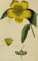 An illustration from Thirty-eight plates with explanations; intended to illustrate Linnaeus's System of vegetables, and particularly adapted to the Letters on the elements of botany [J.J. Rousseau] / By Thomas Martyn. (1799)