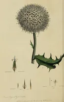 An illustration from Thirty-eight plates with explanations; intended to illustrate Linnaeus's System of vegetables, and particularly adapted to the Letters on the elements of botany [J.J. Rousseau] / By Thomas Martyn. (1799)