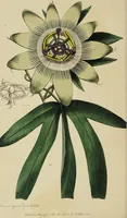 An illustration from Thirty-eight plates with explanations; intended to illustrate Linnaeus's System of vegetables, and particularly adapted to the Letters on the elements of botany [J.J. Rousseau] / By Thomas Martyn. (1799)