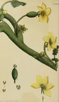 An illustration from Thirty-eight plates with explanations; intended to illustrate Linnaeus's System of vegetables, and particularly adapted to the Letters on the elements of botany [J.J. Rousseau] / By Thomas Martyn. (1799)