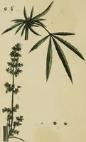 An illustration from Thirty-eight plates with explanations; intended to illustrate Linnaeus's System of vegetables, and particularly adapted to the Letters on the elements of botany [J.J. Rousseau] / By Thomas Martyn. (1799)