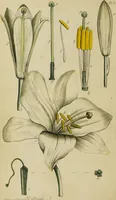 An illustration from Thirty-eight plates with explanations; intended to illustrate Linnaeus's System of vegetables, and particularly adapted to the Letters on the elements of botany [J.J. Rousseau] / By Thomas Martyn. (1799)