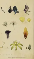 An illustration from Thirty-eight plates with explanations; intended to illustrate Linnaeus's System of vegetables, and particularly adapted to the Letters on the elements of botany [J.J. Rousseau] / By Thomas Martyn. (1799)