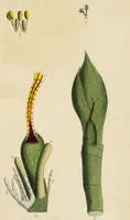 An illustration from Thirty-eight plates with explanations; intended to illustrate Linnaeus's System of vegetables, and particularly adapted to the Letters on the elements of botany [J.J. Rousseau] / By Thomas Martyn. (1799)