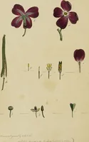 An illustration from Thirty-eight plates with explanations; intended to illustrate Linnaeus's System of vegetables, and particularly adapted to the Letters on the elements of botany [J.J. Rousseau] / By Thomas Martyn. (1799)