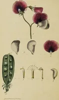 An illustration from Thirty-eight plates with explanations; intended to illustrate Linnaeus's System of vegetables, and particularly adapted to the Letters on the elements of botany [J.J. Rousseau] / By Thomas Martyn. (1799)