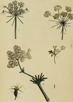 An illustration from Thirty-eight plates with explanations; intended to illustrate Linnaeus's System of vegetables, and particularly adapted to the Letters on the elements of botany [J.J. Rousseau] / By Thomas Martyn. (1799)