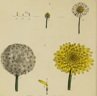 An illustration from Thirty-eight plates with explanations; intended to illustrate Linnaeus's System of vegetables, and particularly adapted to the Letters on the elements of botany [J.J. Rousseau] / By Thomas Martyn. (1799)
