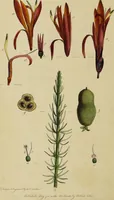 An illustration from Thirty-eight plates with explanations; intended to illustrate Linnaeus's System of vegetables, and particularly adapted to the Letters on the elements of botany [J.J. Rousseau] / By Thomas Martyn. (1799)