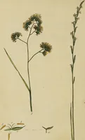 An illustration from Thirty-eight plates with explanations; intended to illustrate Linnaeus's System of vegetables, and particularly adapted to the Letters on the elements of botany [J.J. Rousseau] / By Thomas Martyn. (1799)