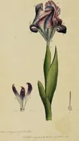 An illustration from Thirty-eight plates with explanations; intended to illustrate Linnaeus's System of vegetables, and particularly adapted to the Letters on the elements of botany [J.J. Rousseau] / By Thomas Martyn. (1799)