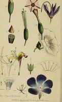 An illustration from Thirty-eight plates with explanations; intended to illustrate Linnaeus's System of vegetables, and particularly adapted to the Letters on the elements of botany [J.J. Rousseau] / By Thomas Martyn. (1799)