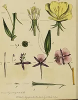 An illustration from Thirty-eight plates with explanations; intended to illustrate Linnaeus's System of vegetables, and particularly adapted to the Letters on the elements of botany [J.J. Rousseau] / By Thomas Martyn. (1799)