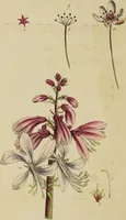 An illustration from Thirty-eight plates with explanations; intended to illustrate Linnaeus's System of vegetables, and particularly adapted to the Letters on the elements of botany [J.J. Rousseau] / By Thomas Martyn. (1799)